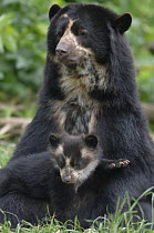 Spectacled bear {Tremarctos ornatus} mother with 3-month cub, captive. occurs South America