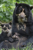 Spectacled bear {Tremarctos ornatus} 3-month cub with mother, captive. occurs South America