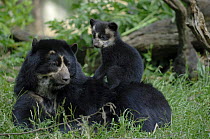 Spectacled bear {Tremarctos ornatus} mother with 3-month cub sitting on her back, captive. occurs South America