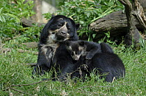 Spectacled bear {Tremarctos ornatus} mother with 3-month cub, captive. occurs South America