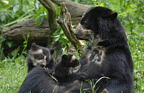 Spectacled bear {Tremarctos ornatus} mother with 3-month cub, captive. Occurs South America occurs South America