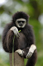 White-handed gibbon {Hylobates lar} sitting on post, eating grass, captive, France. Occurs South East Asia
