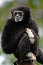 White-handed gibbon {Hylobates lar} sitting on post, captive, France.  Occurs South East Asia