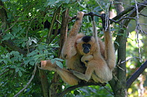 Female golden-cheeked gibbon with baby {Hylobates concolor gabriellae} captive, France. Occurs in Laos, Vietnam and Cambodia