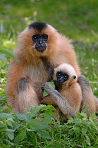 Female golden-cheeked gibbon with baby (Hylobates concolor gabriellae) captive, France. Occurs in Laos, Vietnam and Cambodia