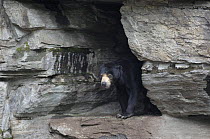 Malayan Sun bear {Helarctos / Ursus malayanus} looking out of from cave, captive.