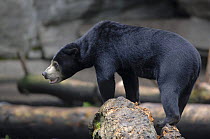 Malayan Sun bear {Helarctos / Ursus malayanus} standing on rock, captive.