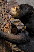 Malayan Sun bear {Helarctos / Ursus malayanus}  licking food on tree trunk, captive