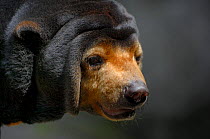 Malayan Sun bear {Helarctos / Ursus malayanus}  close-up of head, captive