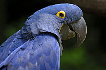 Hyacinth macaw {Anodorhynchus hyacinthinus} head profile.
