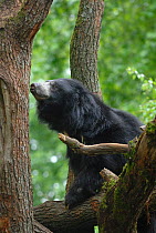 Sloth bear {Melursus ursinus} in tree, captive