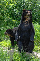Spectacled bear {Tremarctos ornatus} male and female, captive occurs South America