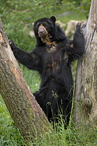 Male Spectacled bear {Tremarctos ornatus} standing between trees, captive occurs South America Not available for ringtone/wallpaper use.