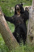Male Spectacled bear {Tremarctos ornatus} standing between trees, captive occurs South America