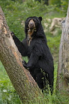 Male Spectacled bear {Tremarctos ornatus} standing on hind legs resting against tree, captive. occurs South America