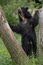 Male Spectacled bear {Tremarctos ornatus} standing between trees, captive occurs South America