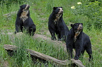 Male with two female spectacled bears {Tremarctos ornatus} captive occurs South America