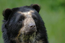 Female Spectacled bear {Tremarctos ornatus} head portrait, captive occurs South America