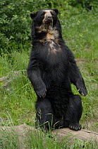 Male Spectacled bear {Tremarctos ornatus} standing on hind legs, captive. occurs South America