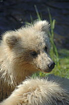 Grizzly bear {Ursus arctos horribilis} cub (6 month) Salmon brooks river, Katmai National Park, Alaska, USA.
