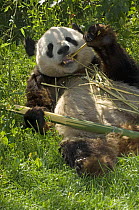 Giant Panda {Ailuropoda melanoleuca} lying on back and eating bambo, captive
