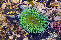 Giant green anemones {Anthopleura xanthogrammica} Limpets, Mussels and Chitons in tidepool at low tide, Olympic National Park, Washington, USA.
