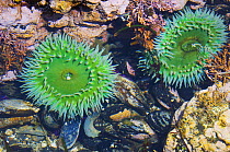 Giant green anemones {Anthopleura xanthogrammica} and Mussels in tidepool at low tide, Olympic National Park, Washington, USA.