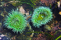 Giant green anemones {Anthopleura xanthogrammica} in tidepool at lowtide, Olympic National Park, Washington, USA.