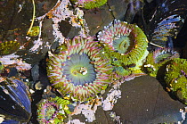 Aggregating anemone {Anthopleura elegantissima} in tidepool at low tide, Olympic National Park, Washington, USA.