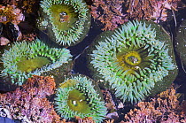 Giant green anemones {Anthopleura xanthogrammica} Olympic National Park, Washington, USA.