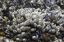Leaf barnacles {Pollicipes polymerus} attached to wave-swept boulders, between high and low tide lines, Washington, USA.