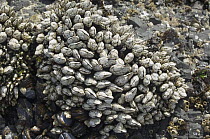 Leaf barnacle {Pollicipes polymerus} attached to wave swept boulder, between high and low tide lines, Washington, USA