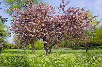 Cherry tree {Prunus sp} in blossom, Regents Park, London, UK.