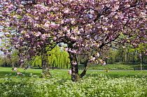 Cherry tree {Prunus sp} in blossom, Regents Park, London, UK.