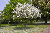 Cherry tree in blossom {Prunus sp.} Regent's park, London, UK.