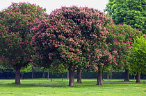 Red horsechestnut {Aesculus carnea} hybrid between A. pavia and A. hippocastanum, in blossom, Regent's Park, London, UK.