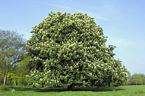 Horse chestnut tree {Aesculus hippocastanum} in flower, UK.