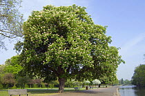 Horse chestnut {Aesculus hippocastanum} flowering in Regent's Park, UK.
