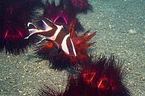 Red emperor {Lutjanus sebae} juvenile, seeking shelter amongst False fire urchins {Astropyga radiata} Lembeh Strait, North Sulawesi, Indonesia.