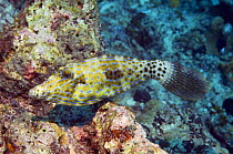 Scrawled / Longtail filefish {Aluterus scriptus} Bunaken National Park, North Sulawesi, Indonesia.