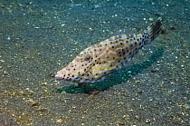 Scrawled / Longtail filefish {Aluterus scriptus}  Lembeh Strait, North Sulawesi, Indonesia.