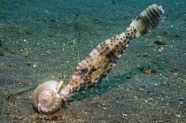 Scrawled / Longtail filefish {Aluterus scriptus} feeding on dead Grey bonnet {Palium glaucum} Lembeh Strait, North Sulawesi, Indonesia.