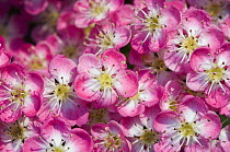 English / Midland hawthorn {Crataegus laevigata} close-up of flowers, UK.