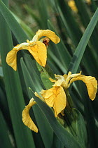 Yellow iris {Iris pseudacorus} UK.