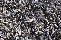 California mussel {Mytilus californianus} exposed during low tide, Tongue Point, Washington, USA.