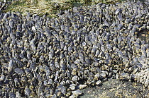 California mussel {Mytilus californianus} exposed during low tide, Tongue Point, Washington, USA.