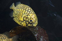 Pineconefish {Monocentris japonica} Seattle Aquarium, USA. Has luminous bacteria in light organ at corners of mouth.