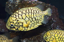 Pineconefish {Monocentris japonica} Seattle Aquarium, USA. Has luminous bacteria in light organ at corners of mouth.