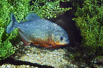 Red Piranha {Serrasalmus nattereri} Seattle Aquarium, USA.