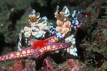 Harlequin shrimp {Hymenocera picta} male and female with Starfish prey {Fromia monilis} Andaman Sea, Thailand.